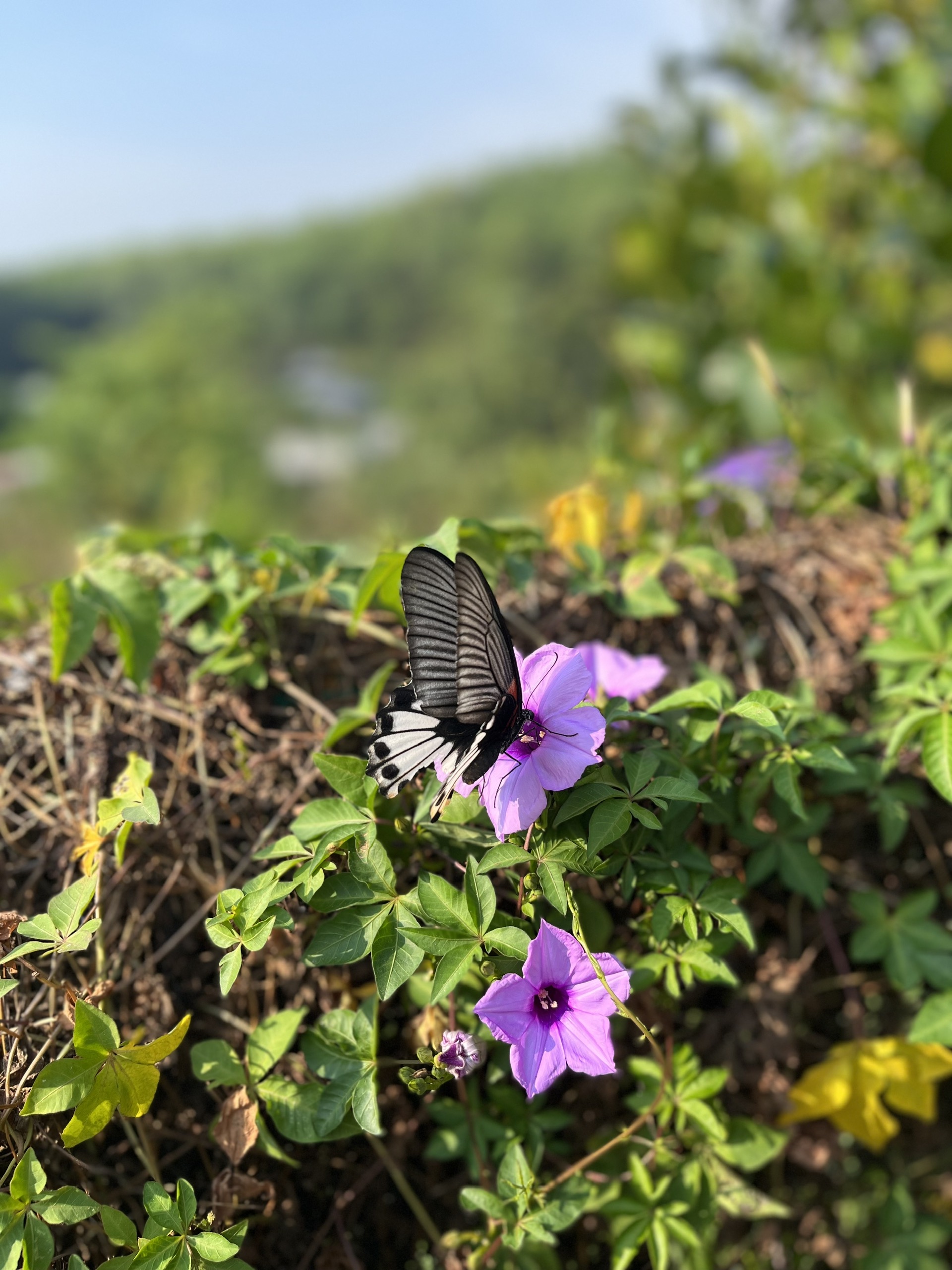 Creative desk with drawings